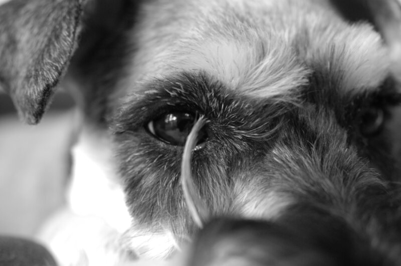 close-up of dog's eye