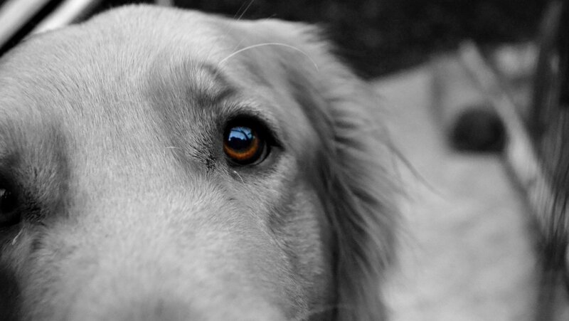 close-up of dog's eye