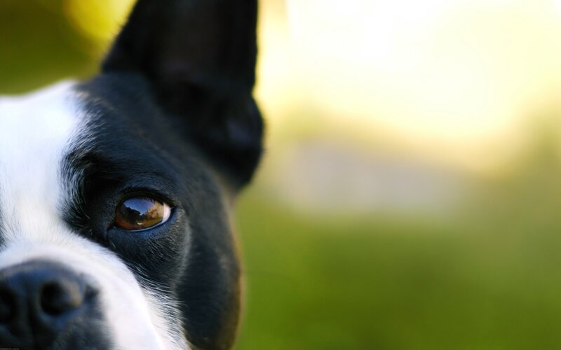 close-up of dog's eye