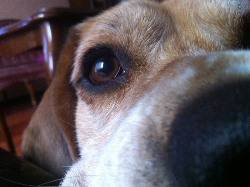 close-up of dog's eye