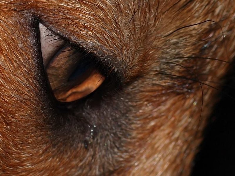 Close-up of Dog's Eye — Brown