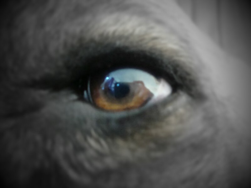 Close-up of Dog's Eye — Gray, Intense, Photograph