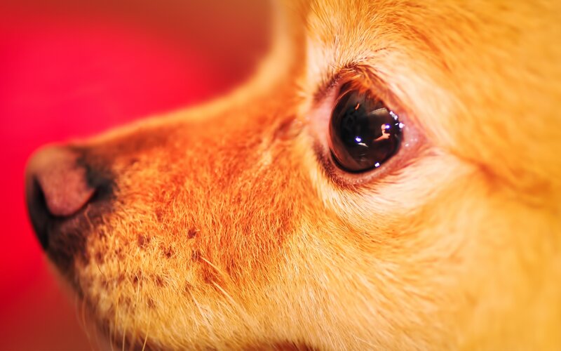 Close-up of Dog's Eye — Red