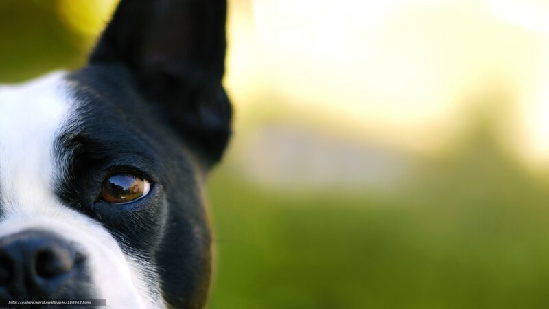 close-up of dog's eye