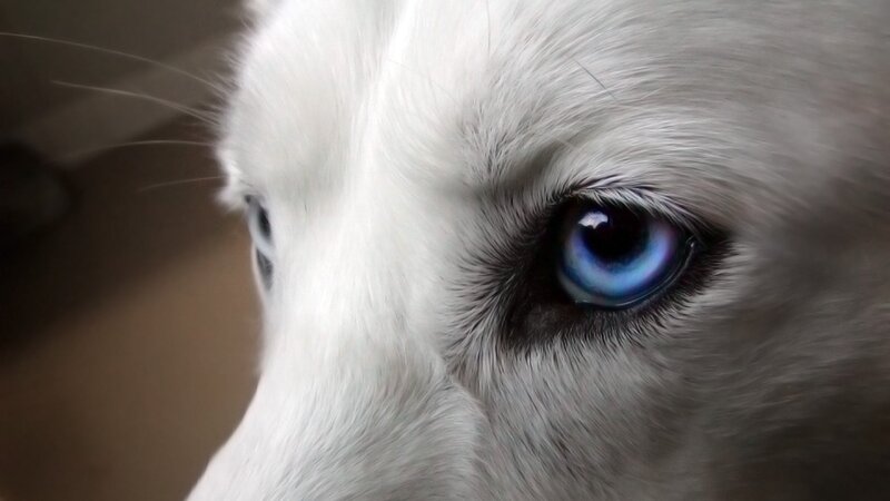 Close-up of Dog's Eye — White