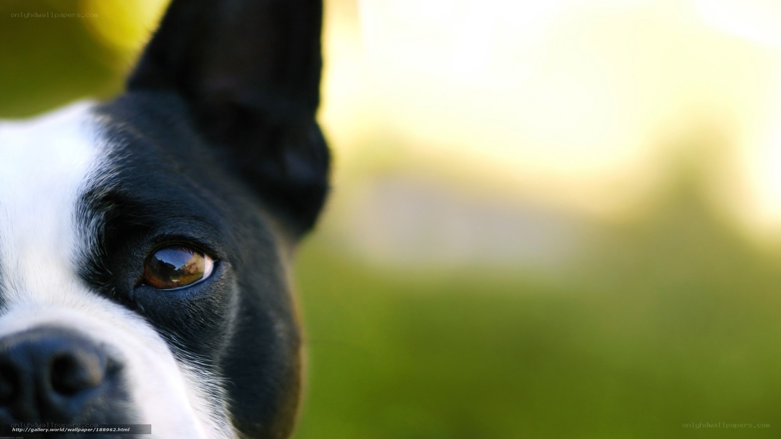 close-up of dog's eye