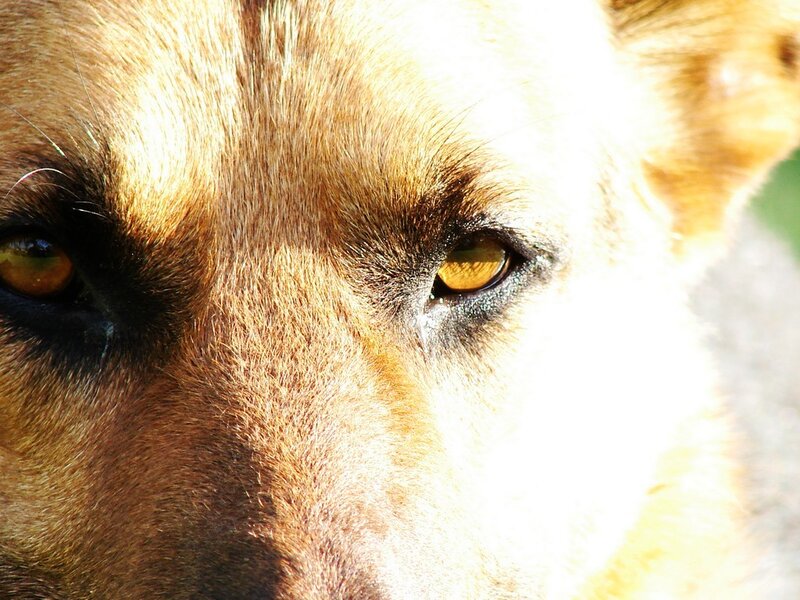 close-up of dog's eyes