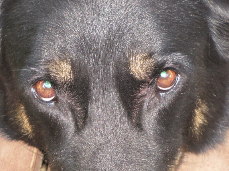 close-up of dog's eyes