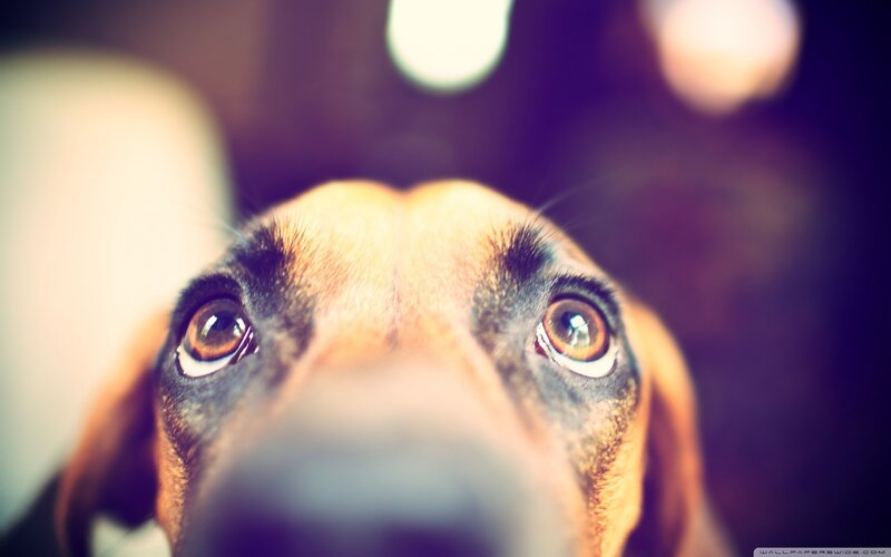 close-up of dog's eyes