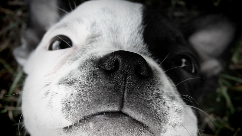 close-up of dog's face