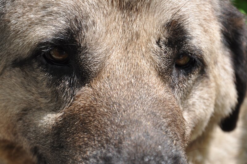 close-up of dog's face