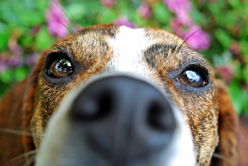 close-up of dog's face