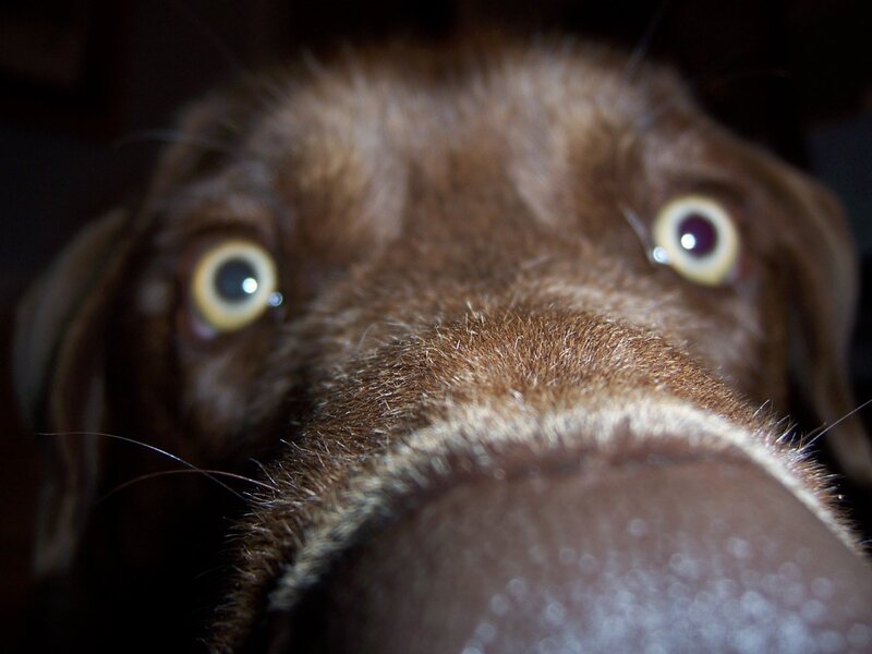 close-up of dog's face
