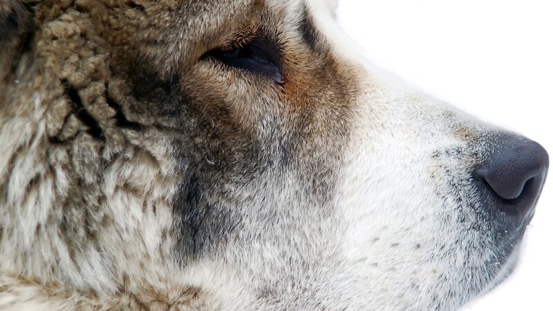 close-up of dog's face