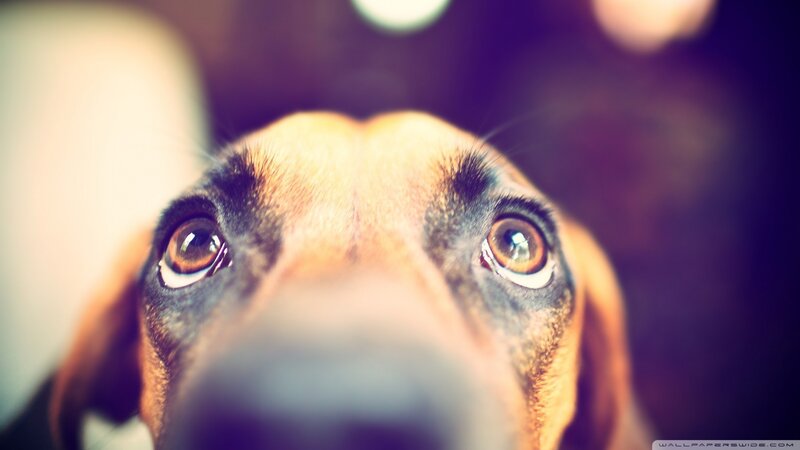 close-up of dog's face