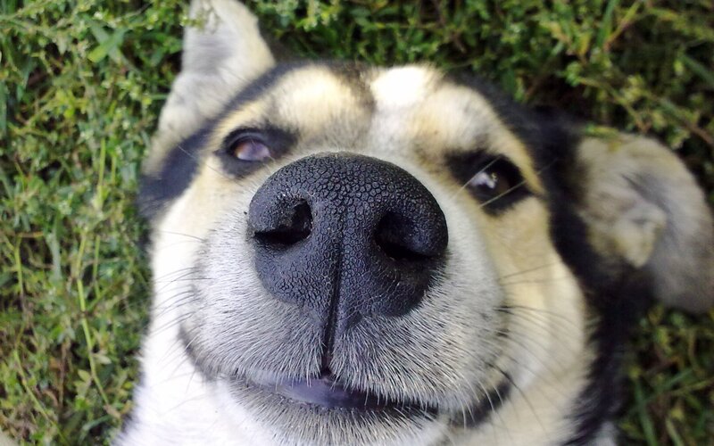 close-up of dog's face