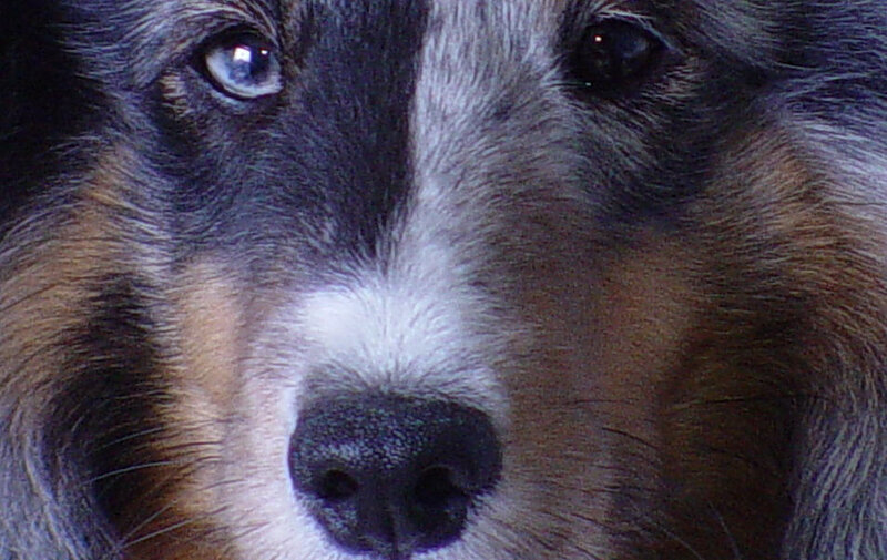 close-up of dog's face