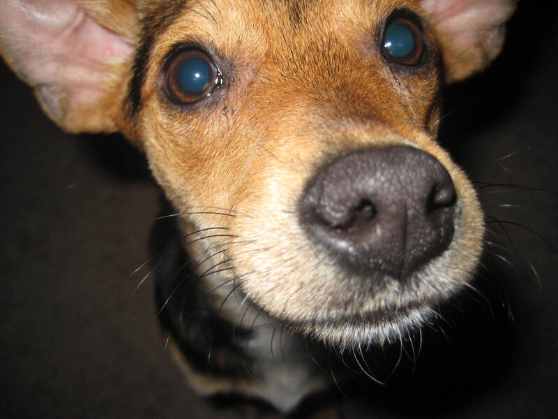 close-up of dog's face