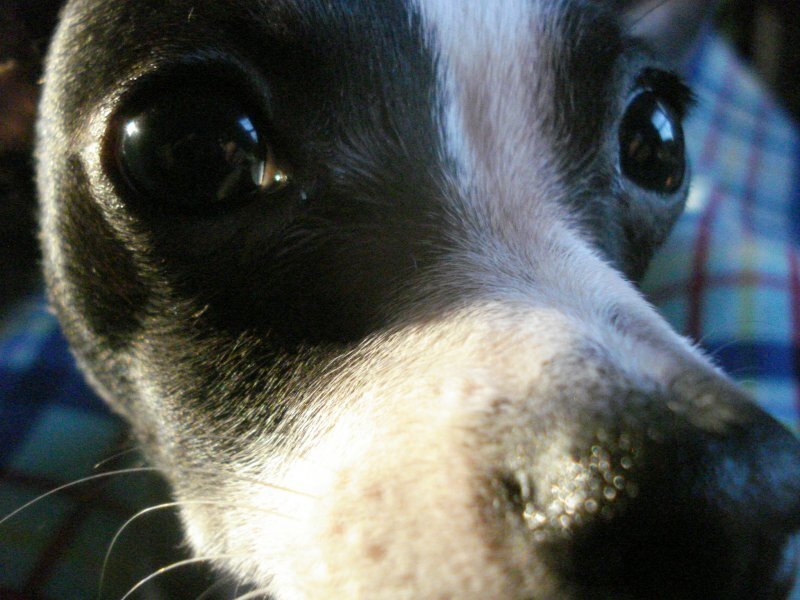 close-up of dog's face