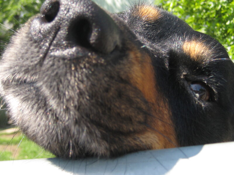 close-up of dog's face