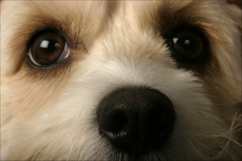 close-up of dog's face