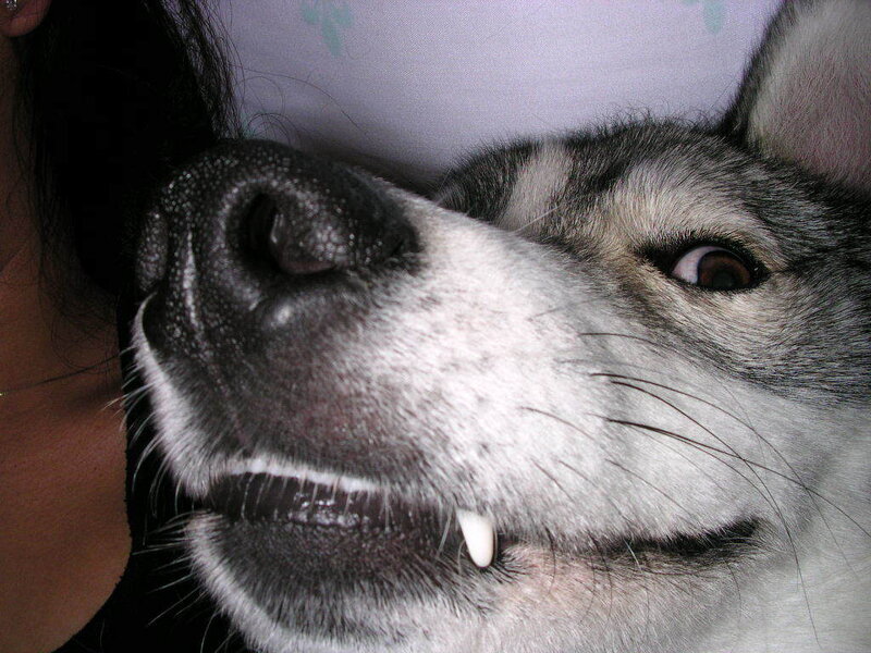 close-up of dog's face