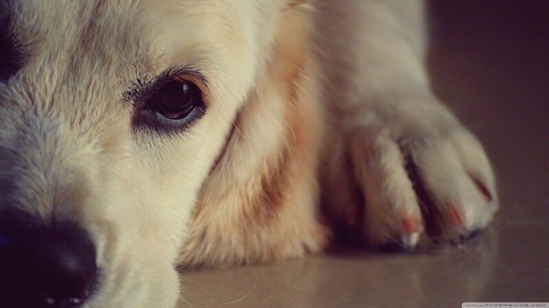 Close-up of Dog's Face — Beige
