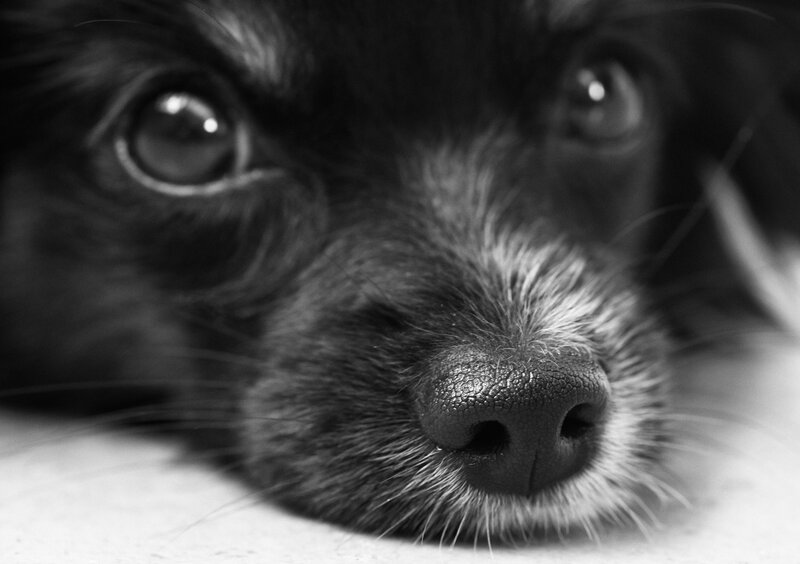 Close-up of Dog's Face — Black, Calm