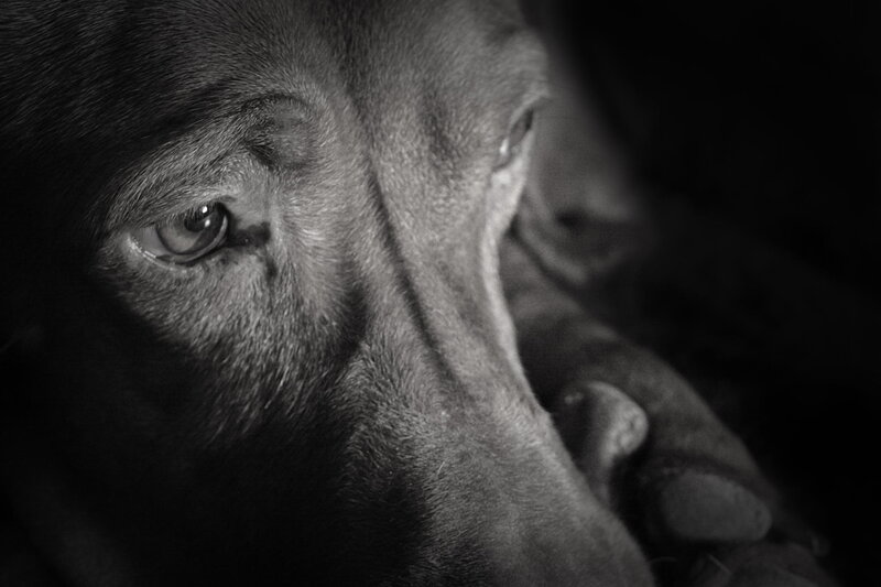Close-up of Dog's Face — Black