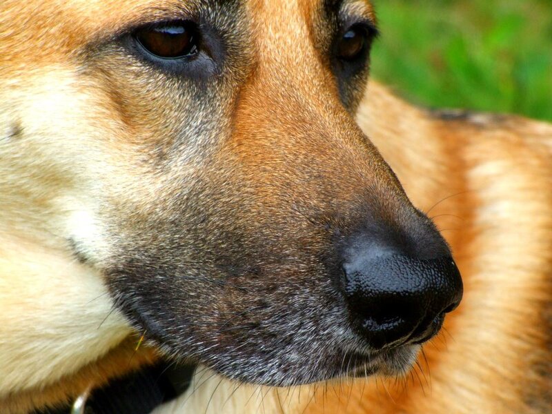 Close-up of Dog's Face — Brown, Calm, Afternoon