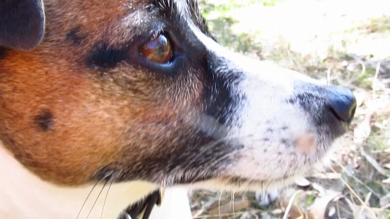 Close-up of Dog's Face — Brown, Calm
