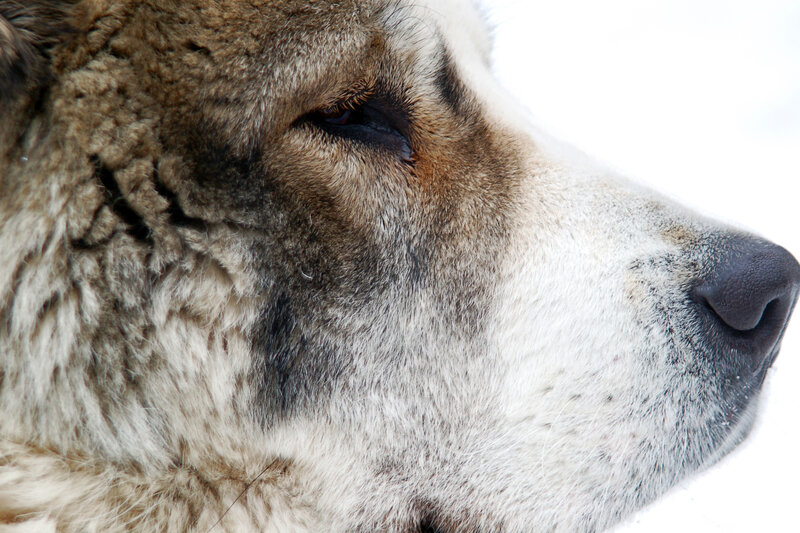Close-up of Dog's Face — Brown