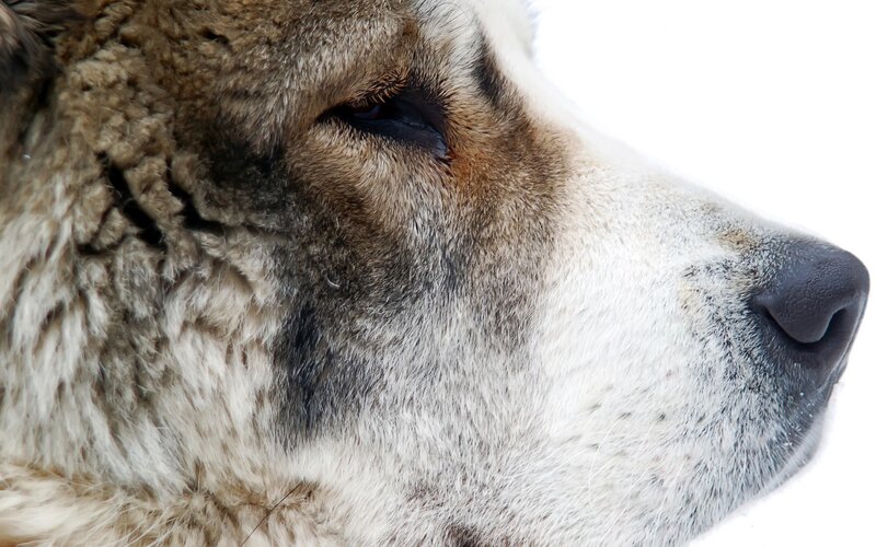 Close-up of Dog's Face — White, Calm, Photograph