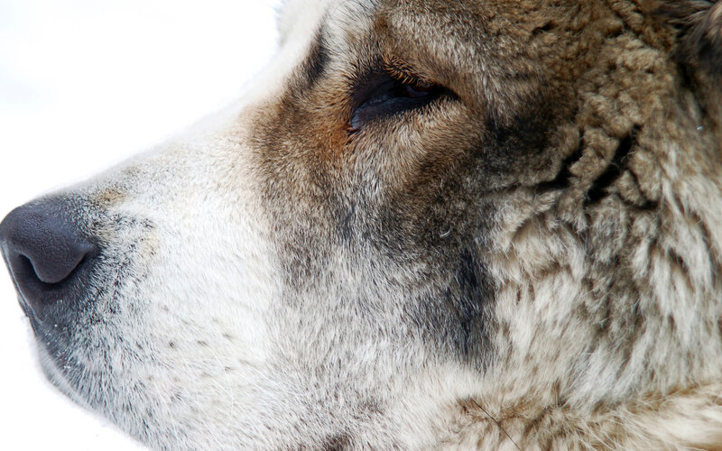Close-up of Dog's Face — White, Calm