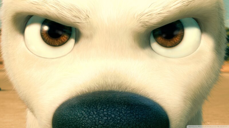 Close-up of Dog's Face — White