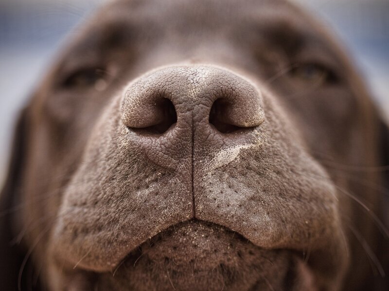 close-up of dog's nose