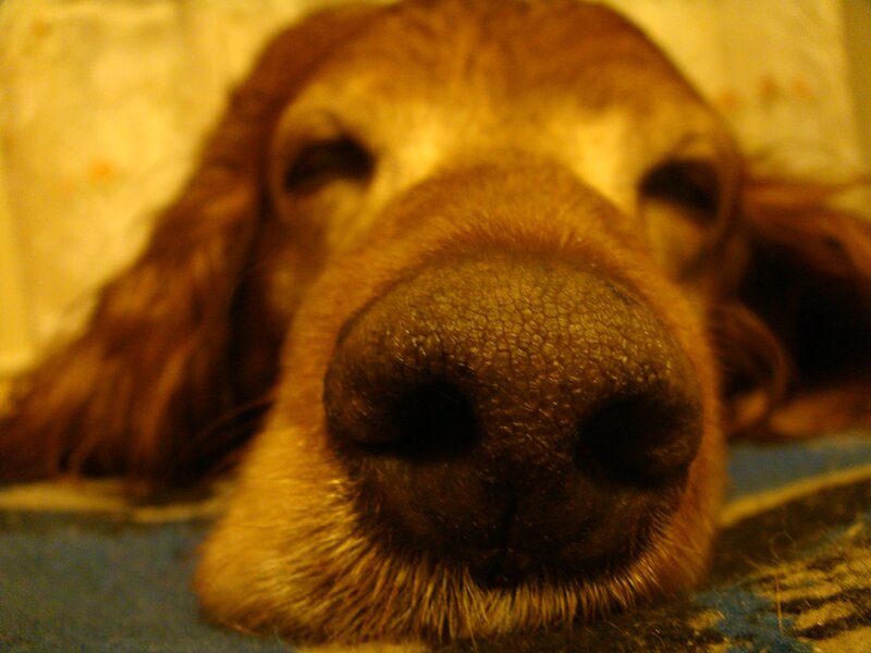 close-up of dog's nose