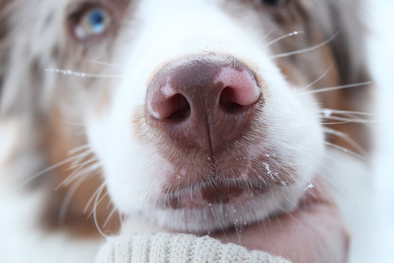 close-up of dog's nose