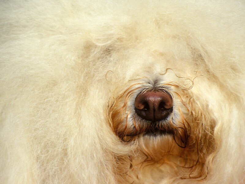 close-up of dog's nose
