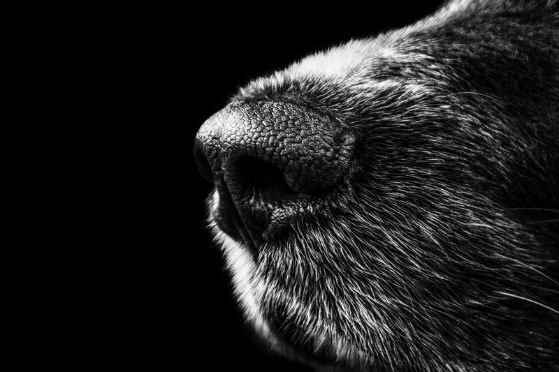 Close-up of Dog's Nose — Black, Dramatic