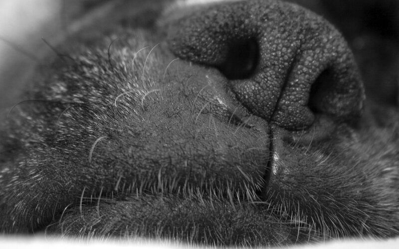 Close-up of Dog's Nose — Black