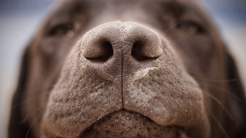 Close-up of Dog's Nose — Brown, Calm, Photograph
