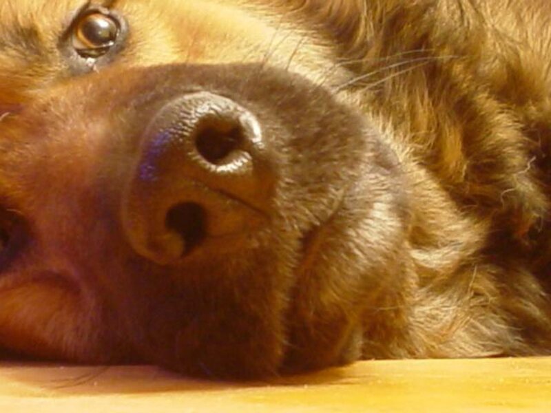 Close-up of Dog's Nose — Brown