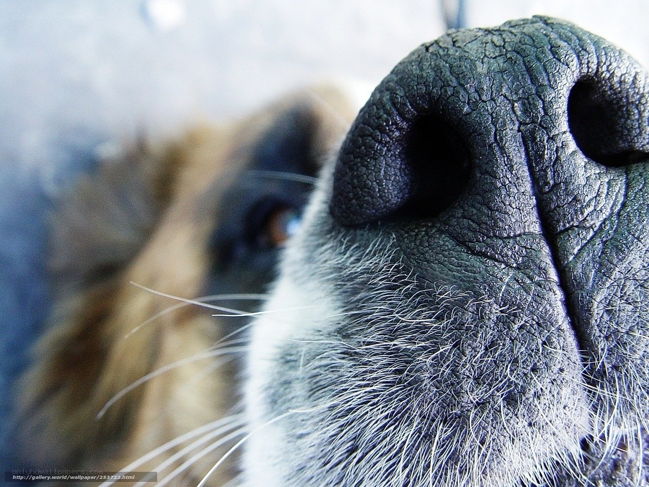 close-up of dog's nose