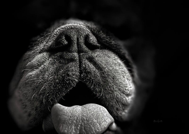 Close-up of Dog's Snout