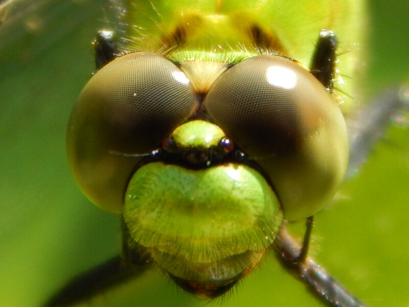Close-up of Dragonfly Head