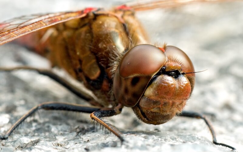 Close-up of Dragonfly