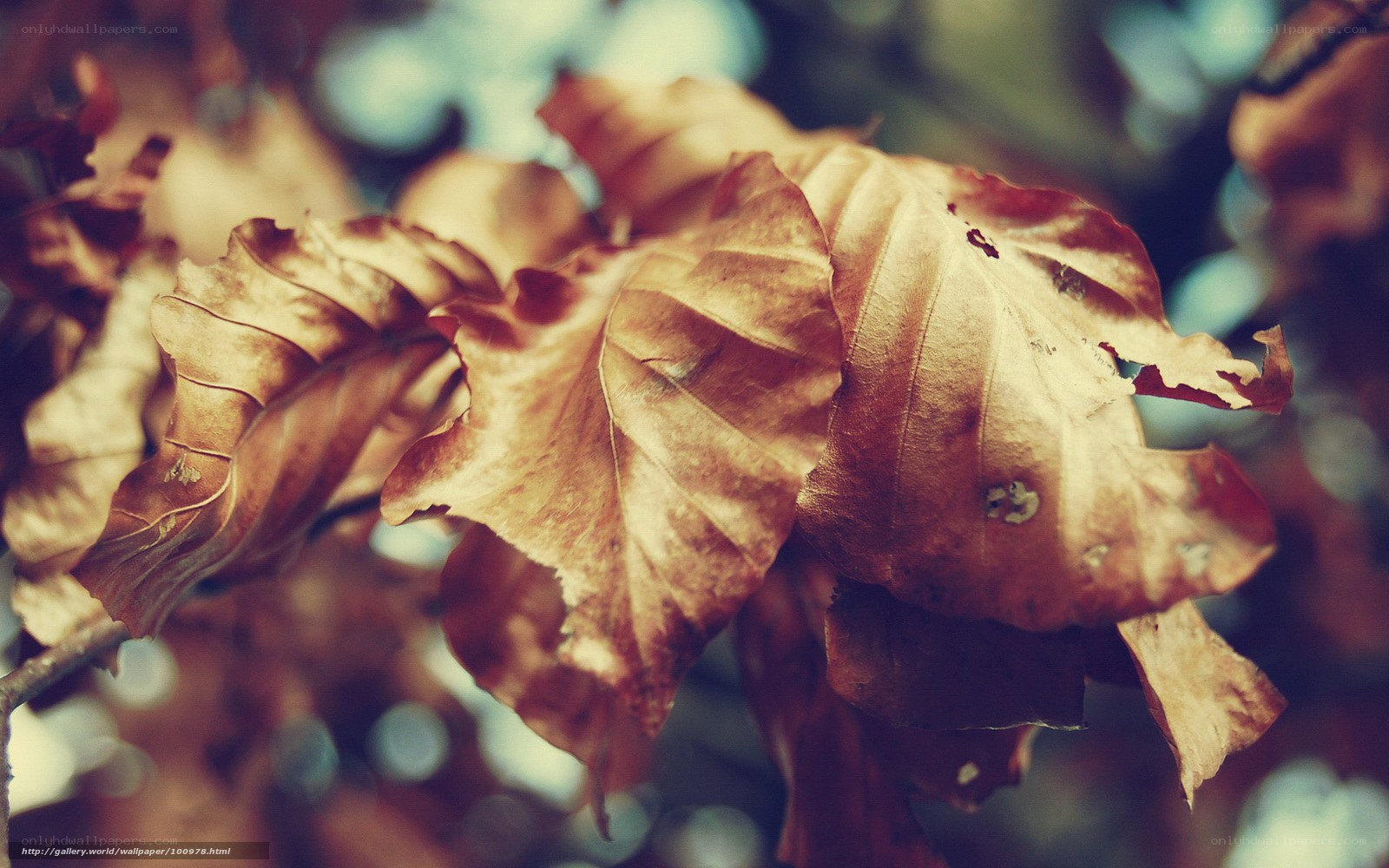 Close-up of dried autumn leaves