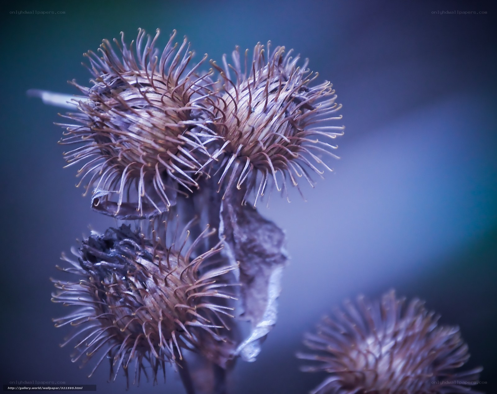 Close-up of dried burdock seed heads