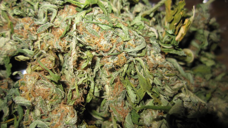 close-up of dried cannabis buds